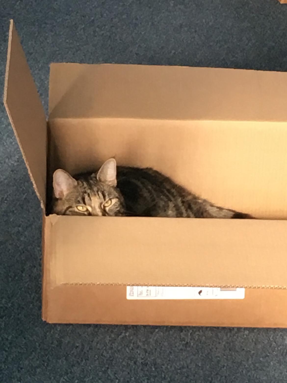 Blanding af racer Minnie   billede 14