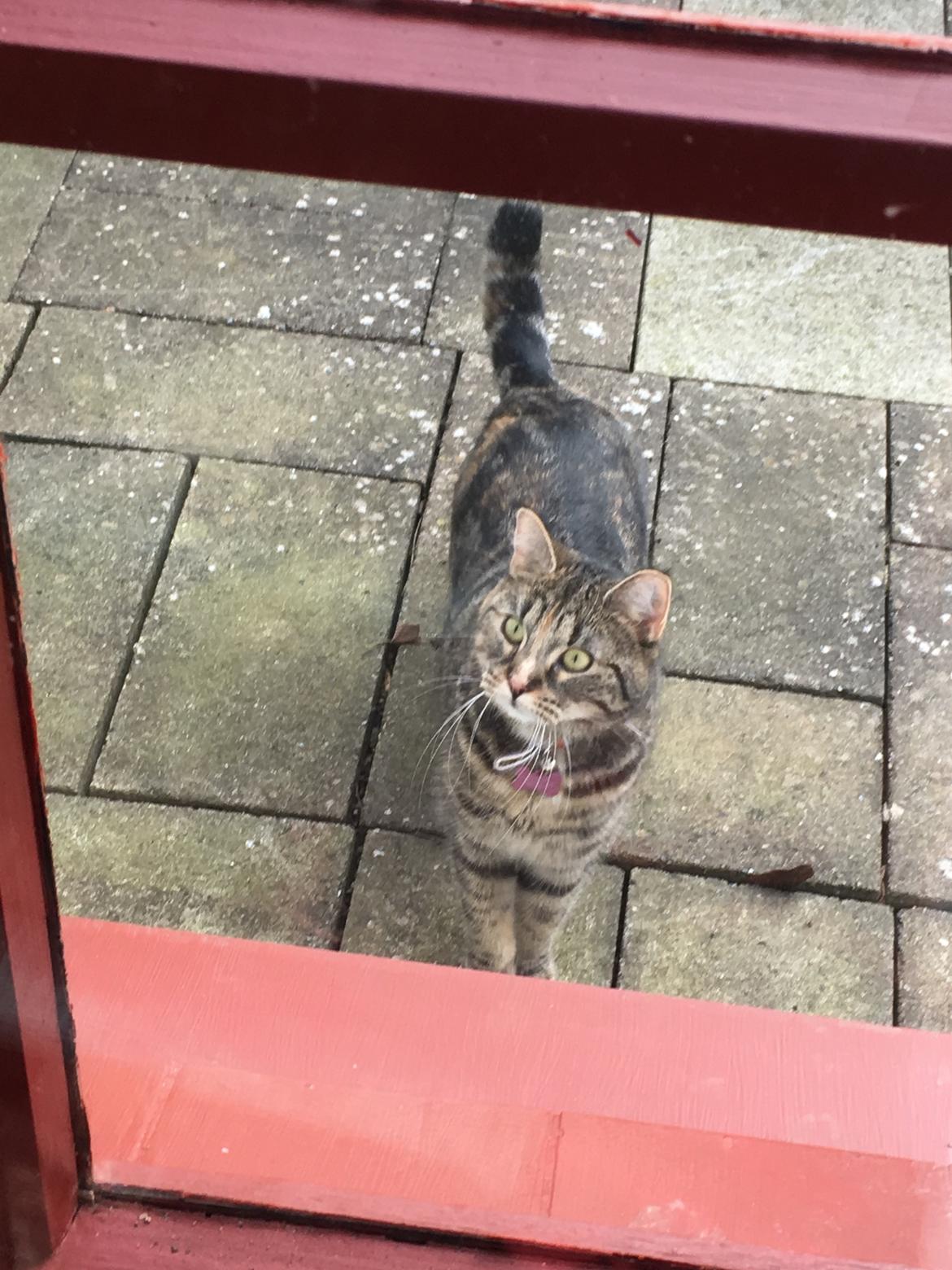 Blanding af racer Minnie   billede 15