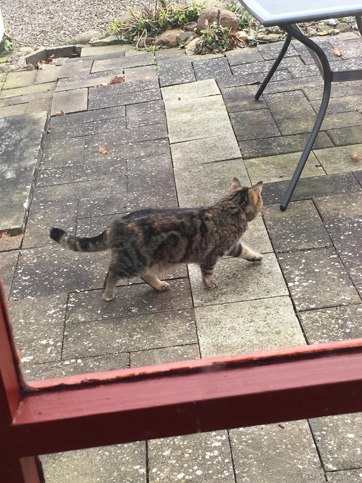 Blanding af racer Minnie   billede 16