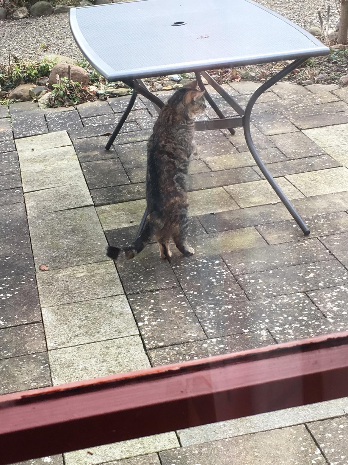 Blanding af racer Minnie   billede 17