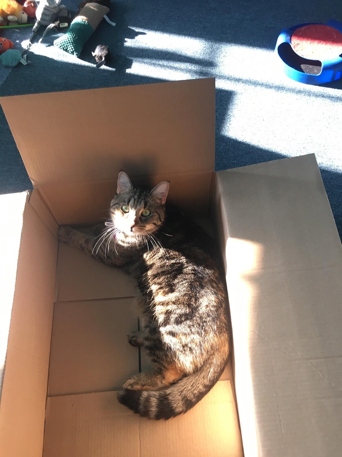 Blanding af racer Minnie   billede 13