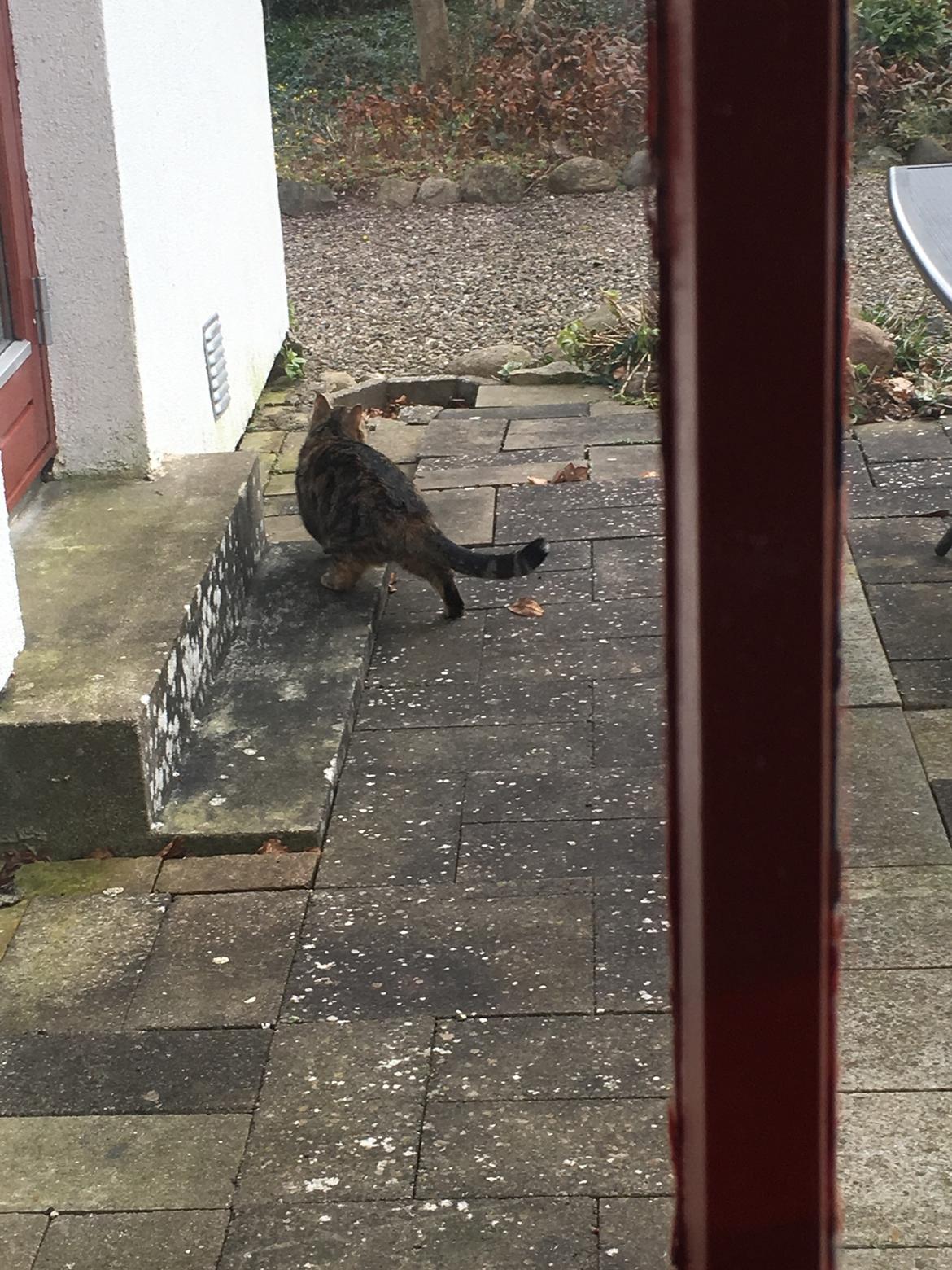 Blanding af racer Minnie   billede 19