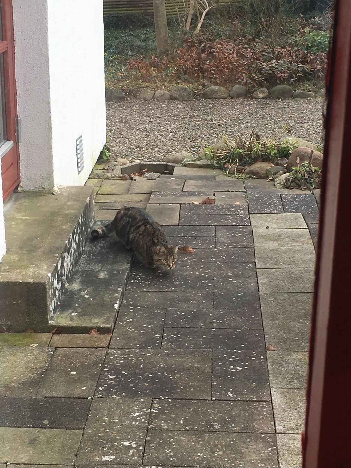 Blanding af racer Minnie   billede 20