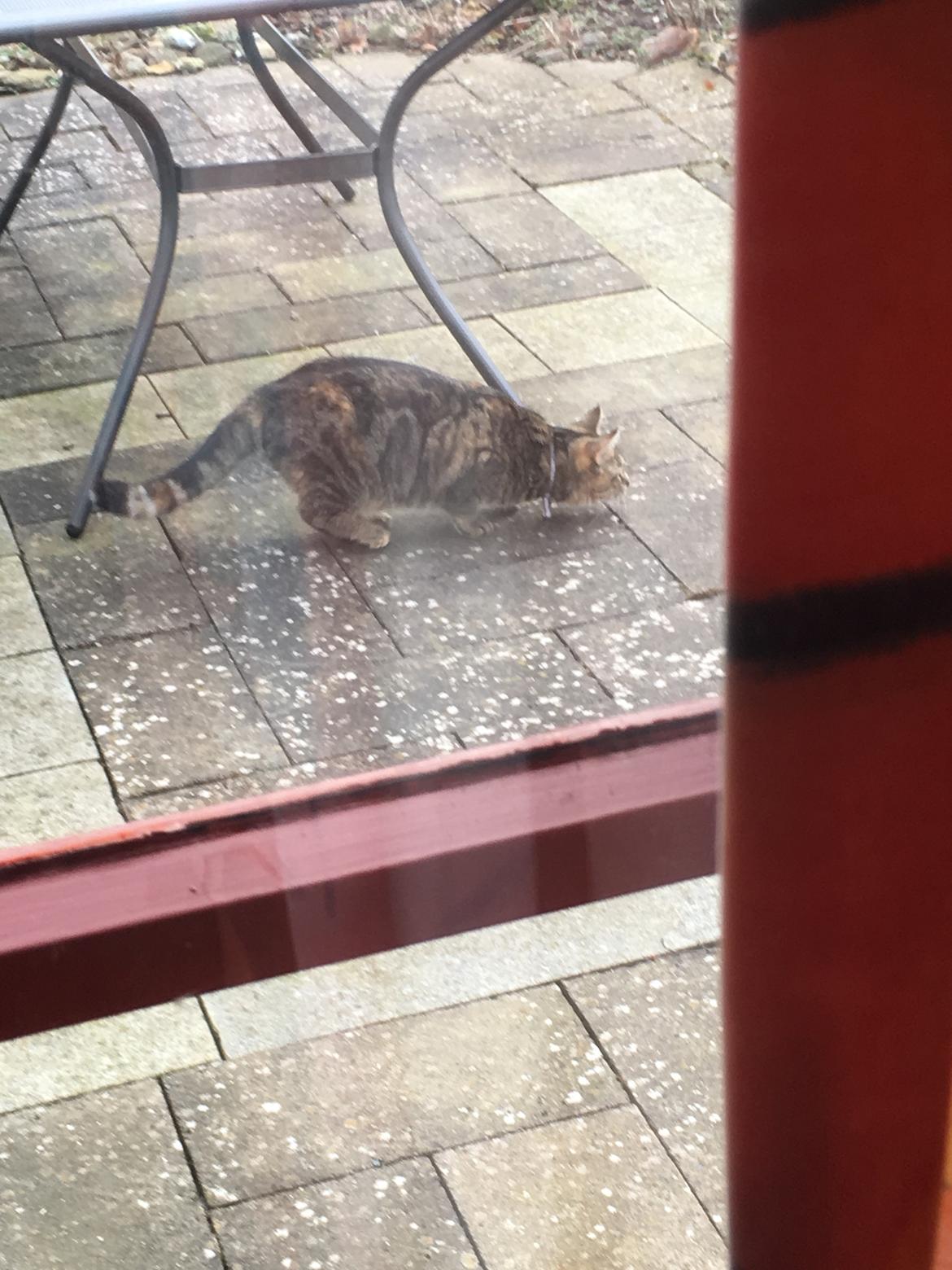 Blanding af racer Minnie   billede 18