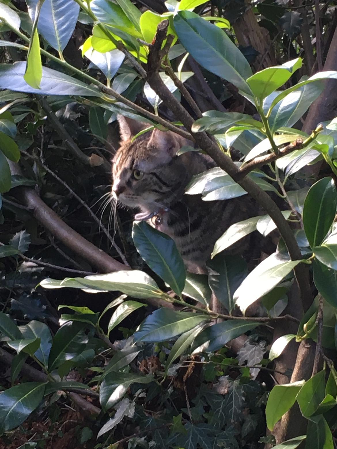 Blanding af racer Minnie   billede 22