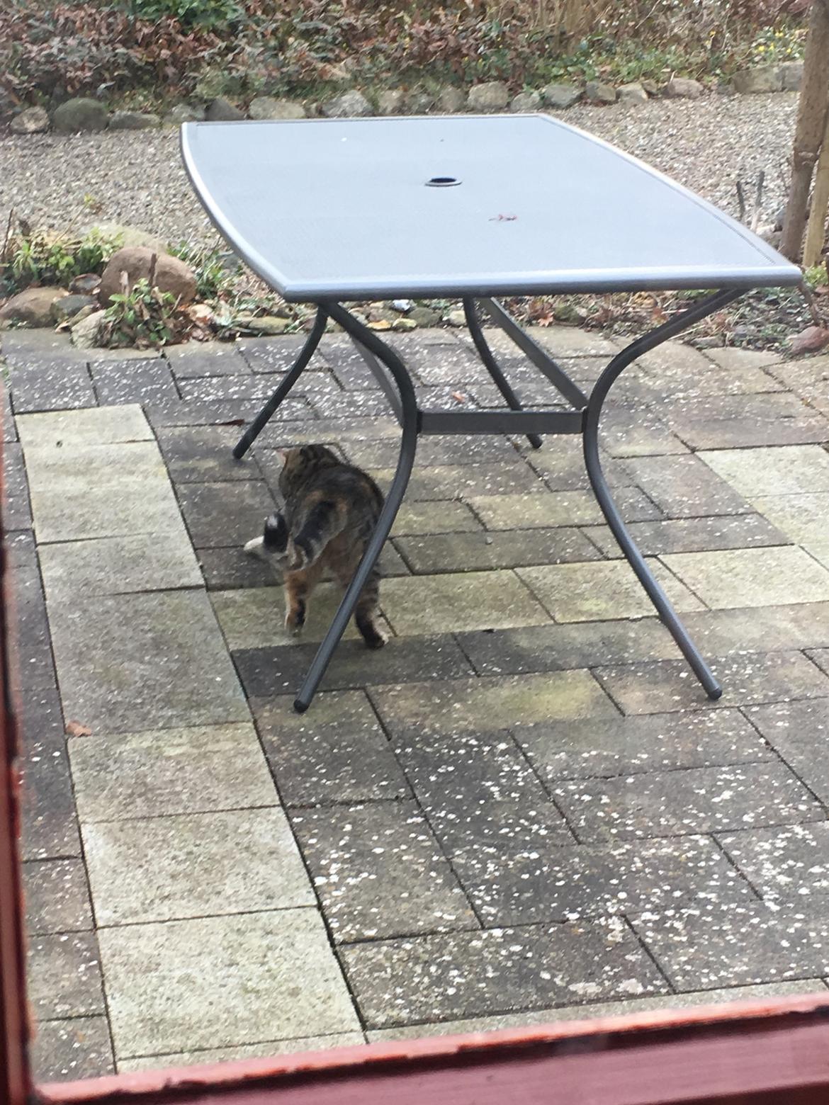 Blanding af racer Minnie   billede 21