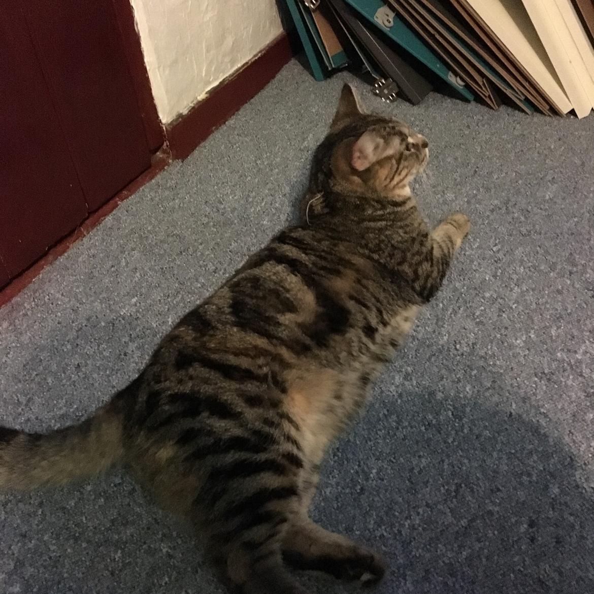 Blanding af racer Minnie   billede 23