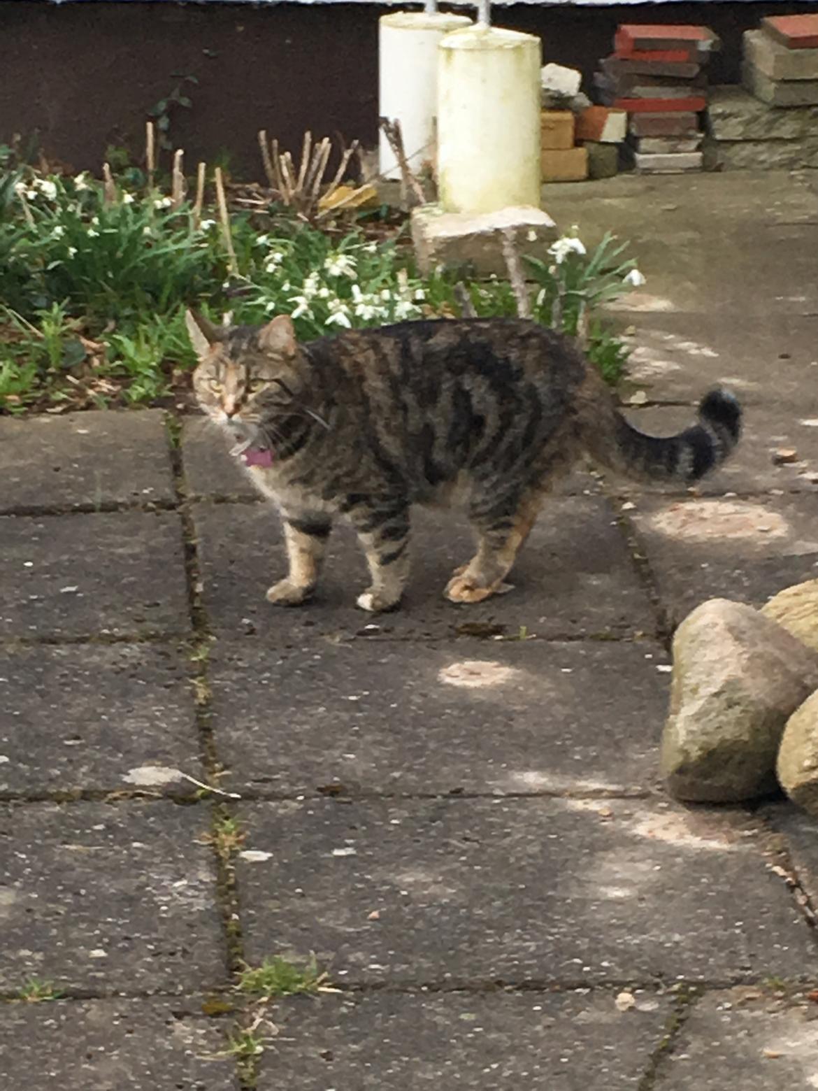 Blanding af racer Minnie   billede 24