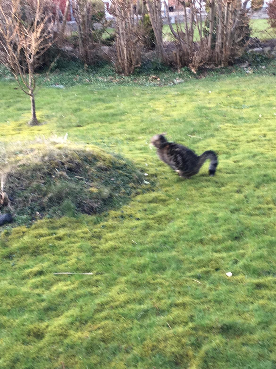 Blanding af racer Minnie   billede 25