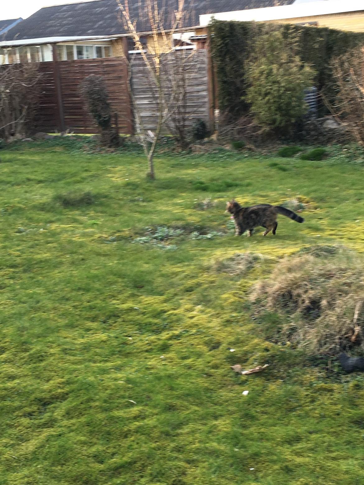 Blanding af racer Minnie   billede 26