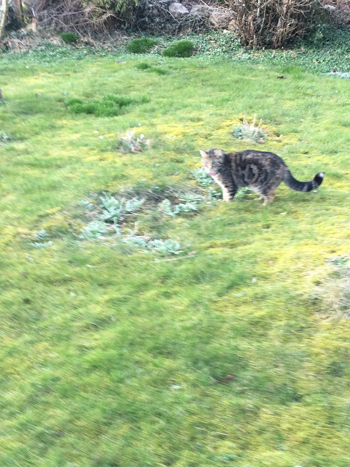 Blanding af racer Minnie   billede 27