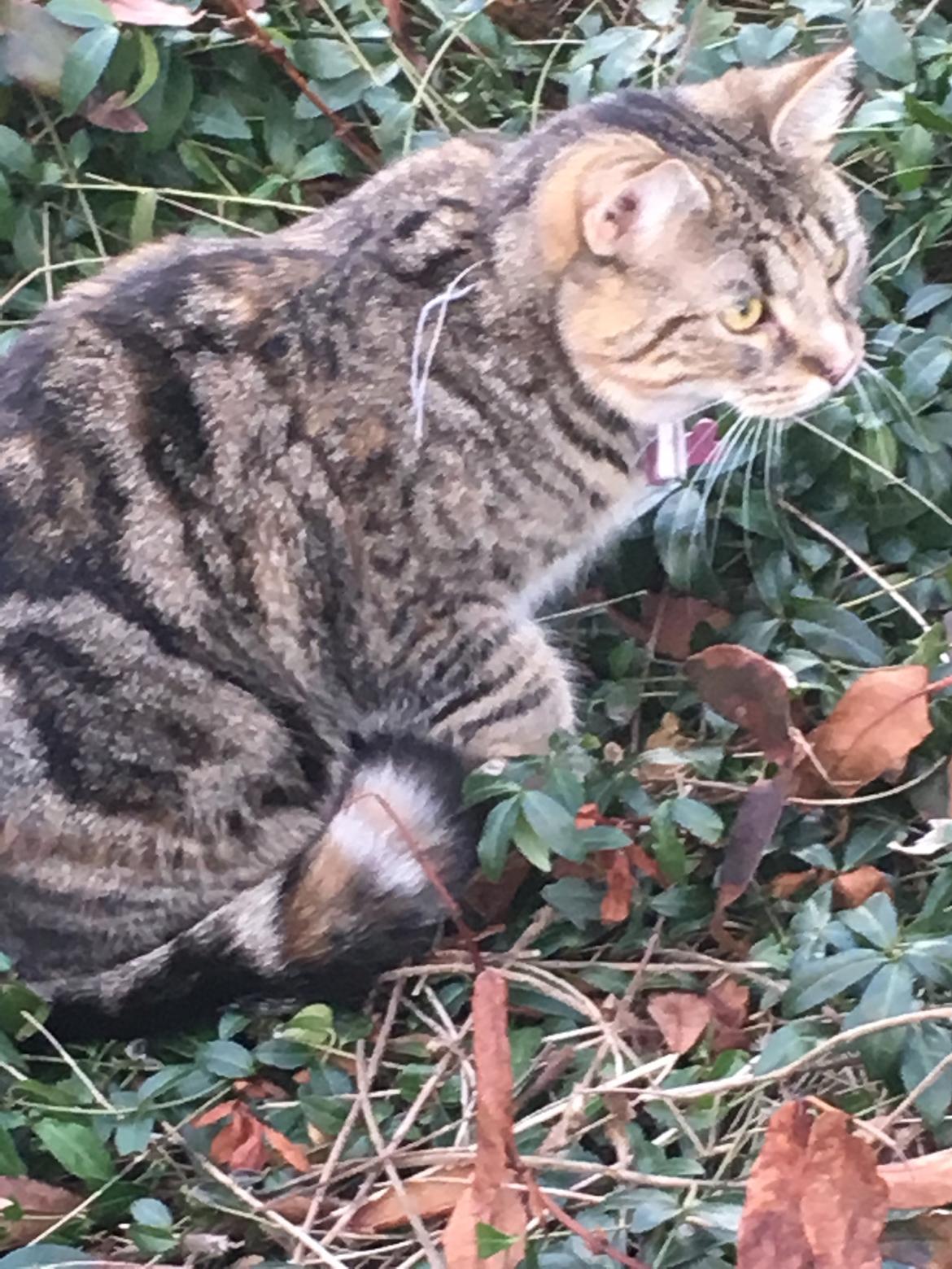 Blanding af racer Minnie   billede 28