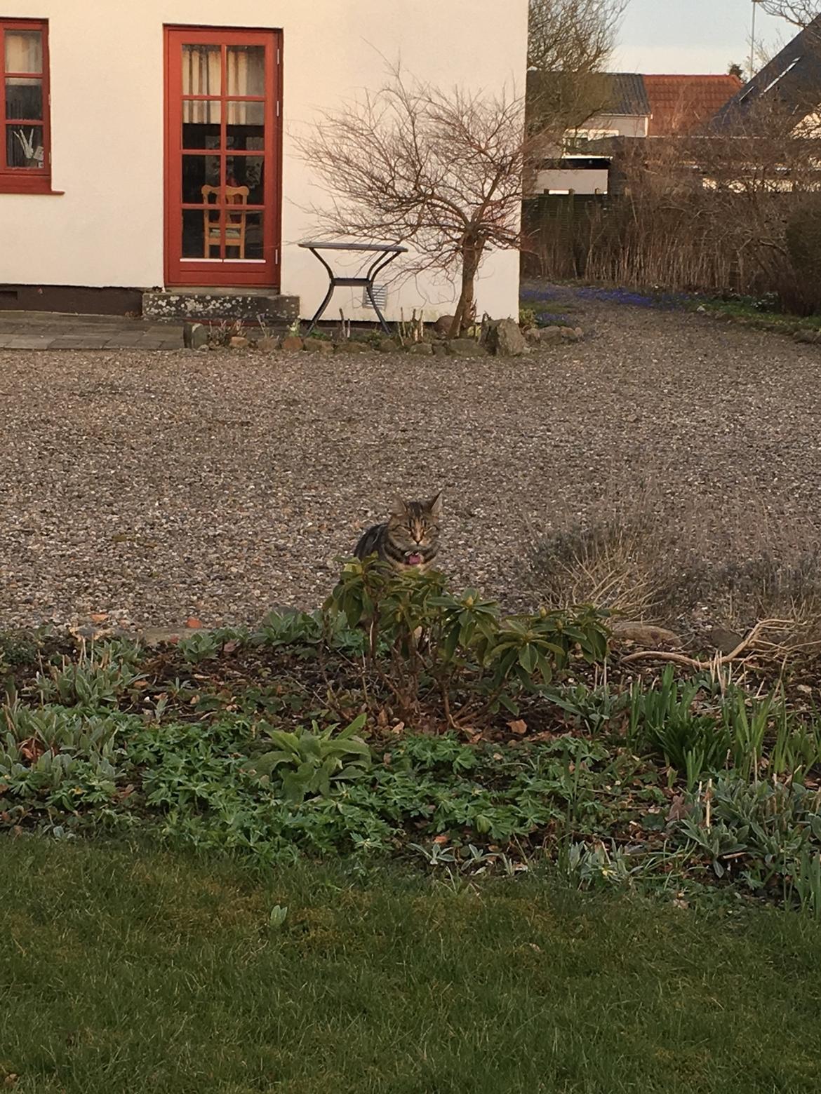 Blanding af racer Minnie   billede 29