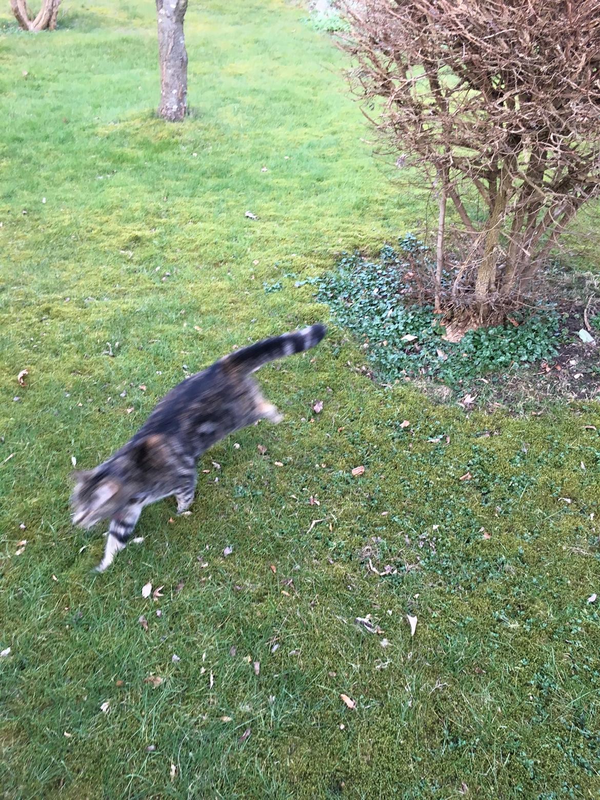 Blanding af racer Minnie   billede 30