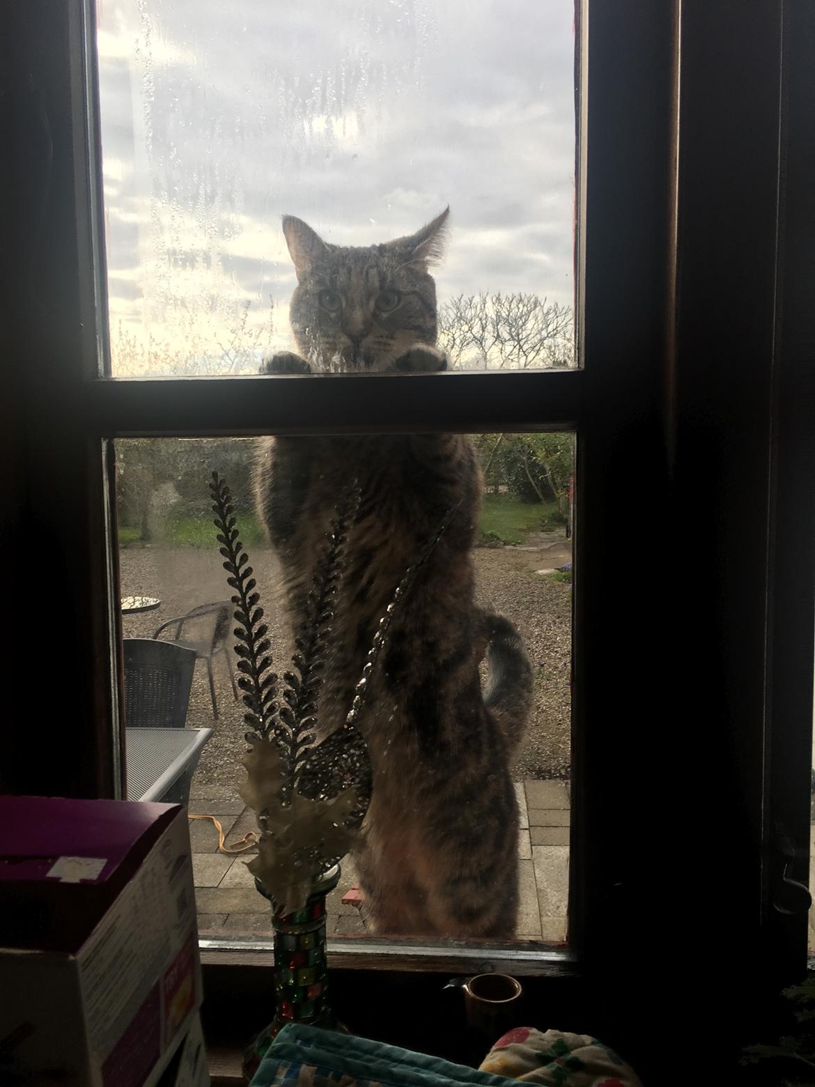 Blanding af racer Minnie   billede 32