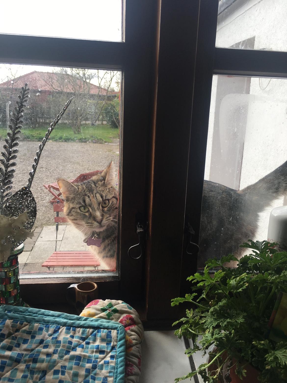 Blanding af racer Minnie   billede 31