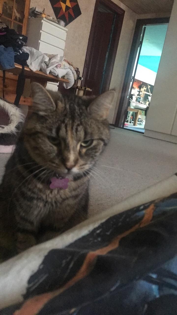 Blanding af racer Minnie   billede 34