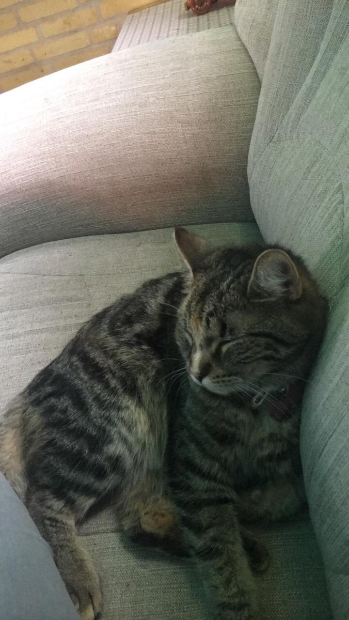 Blanding af racer Minnie   billede 33