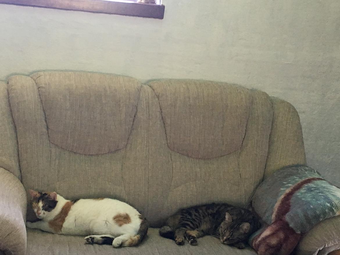 Blanding af racer Minnie   billede 35