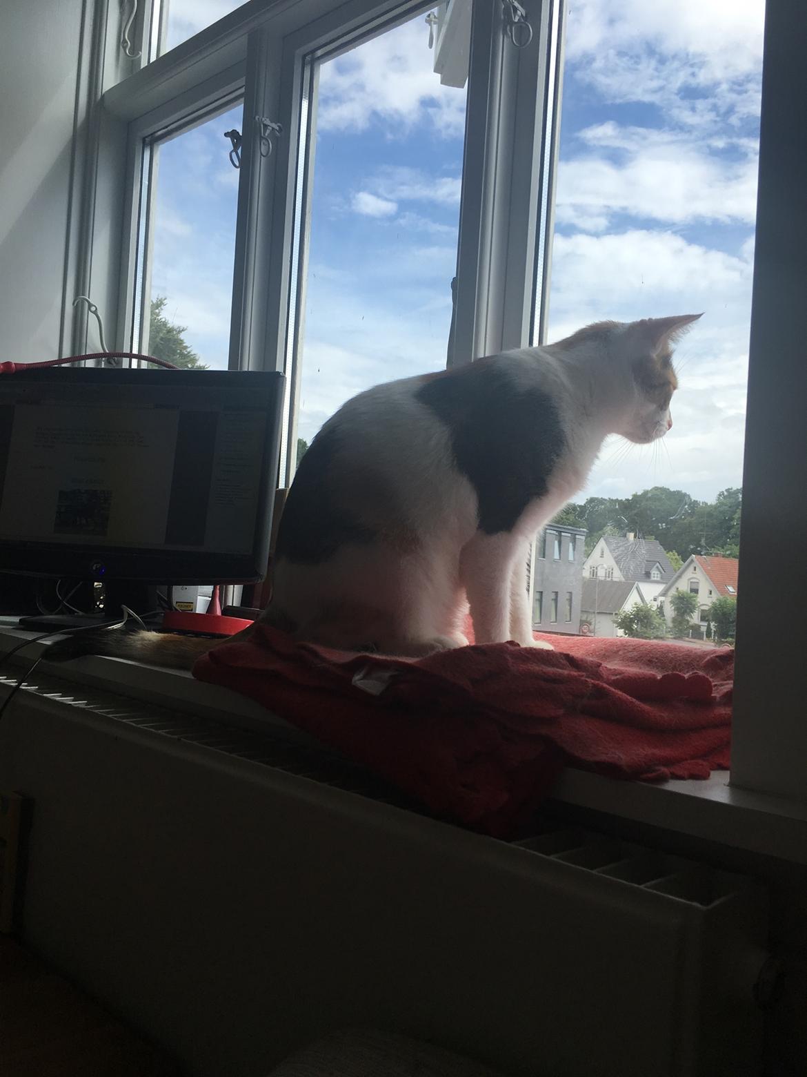 Huskat Daisy billede 32