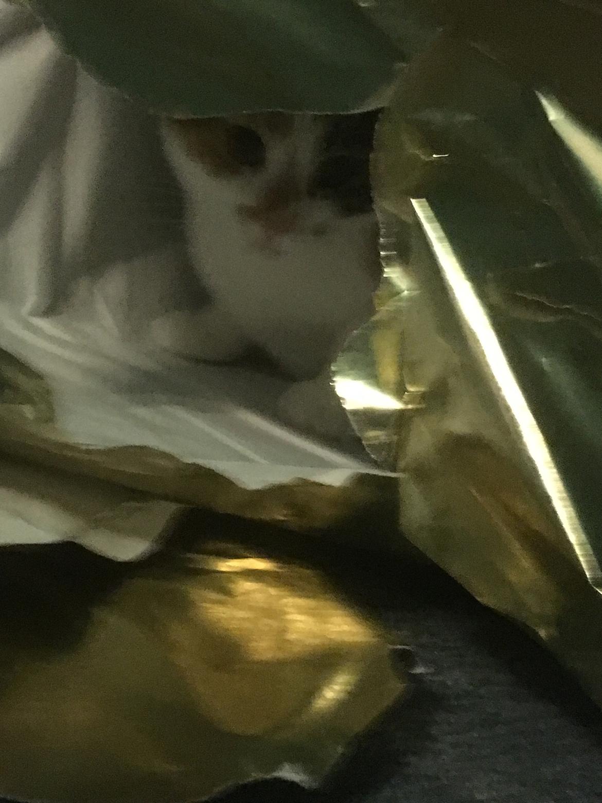 Huskat Daisy billede 39