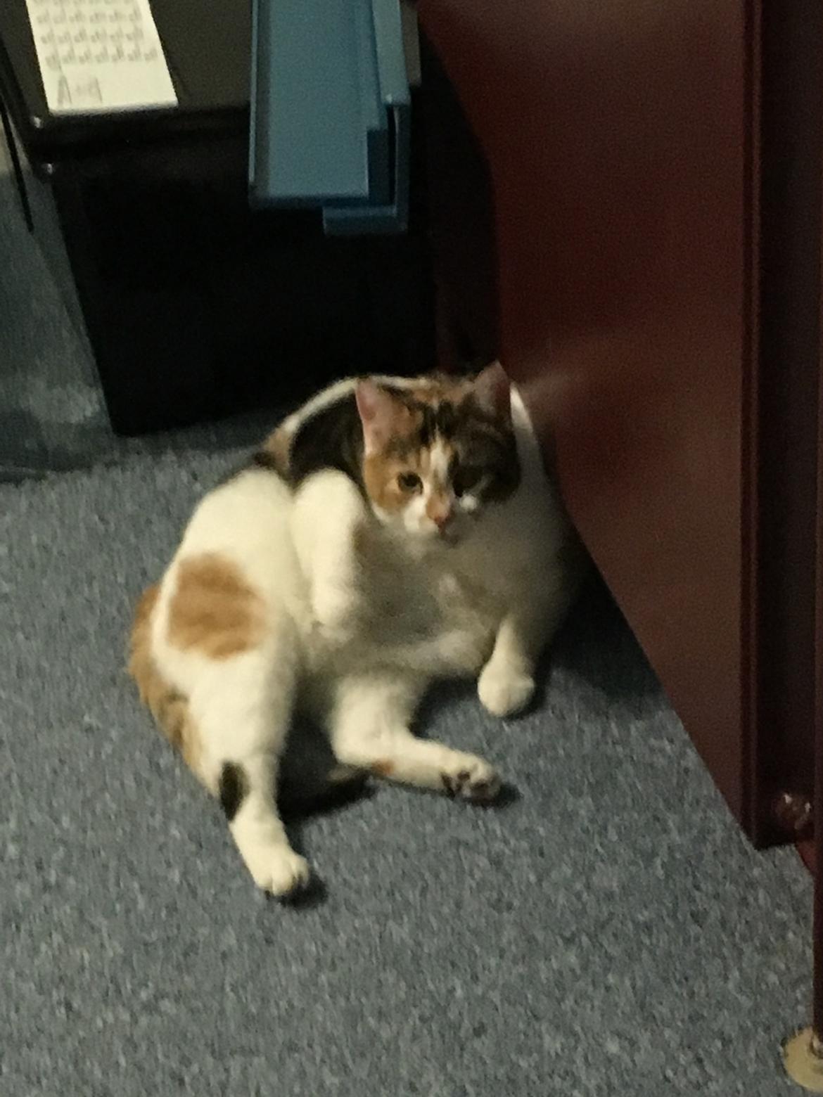 Huskat Daisy billede 40