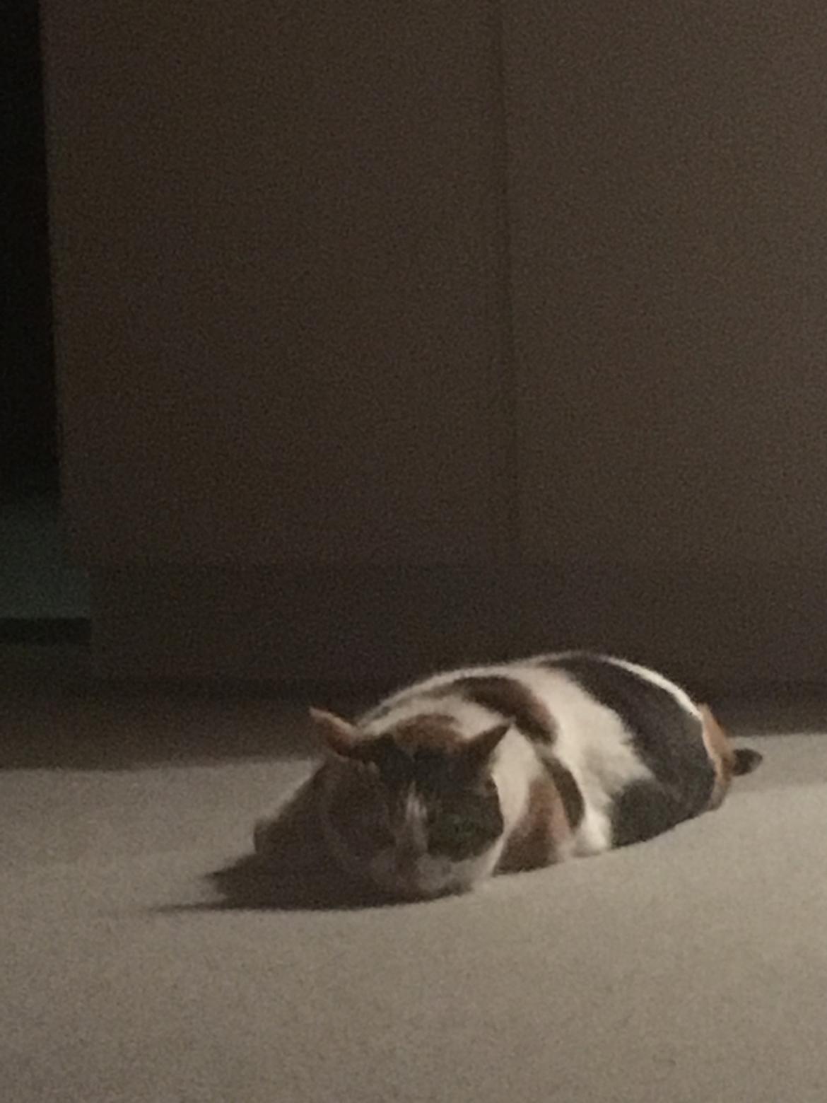 Huskat Daisy billede 44