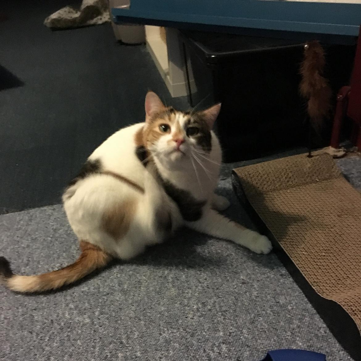 Huskat Daisy billede 47