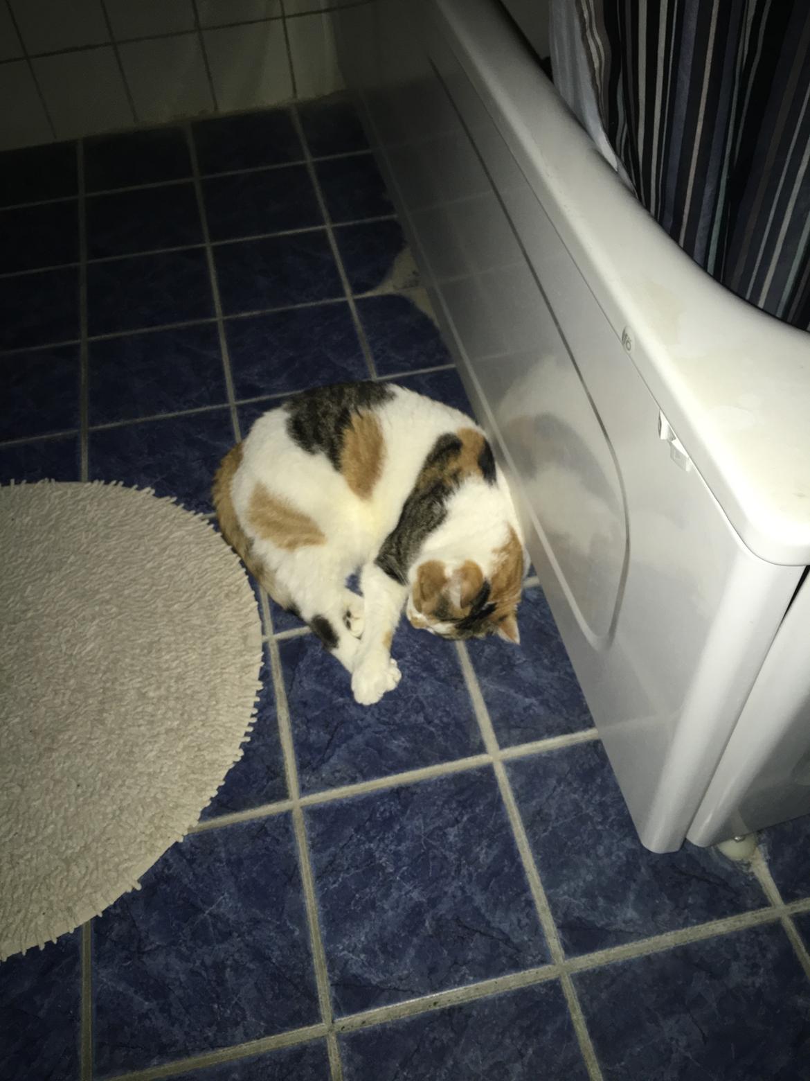 Huskat Daisy billede 49