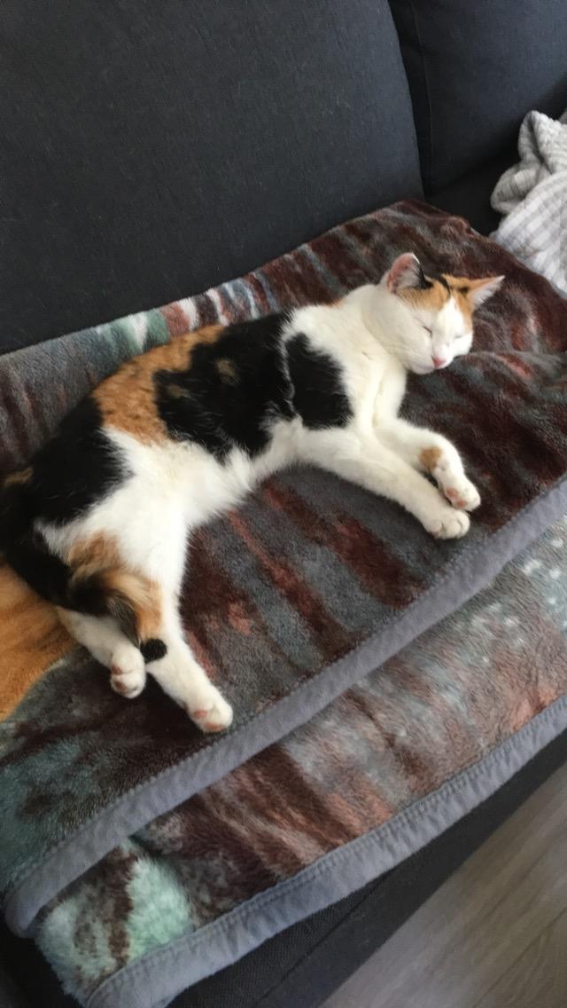 Huskat Gry billede 29