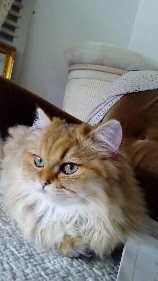 British Longhair Gaia von den Kleinen Hexen billede 2