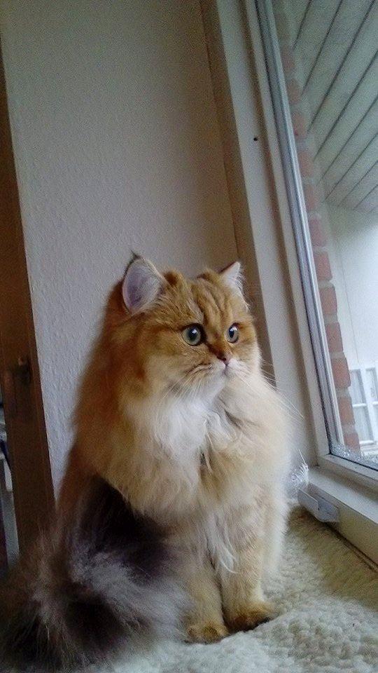 British Longhair Gaia von den Kleinen Hexen billede 3