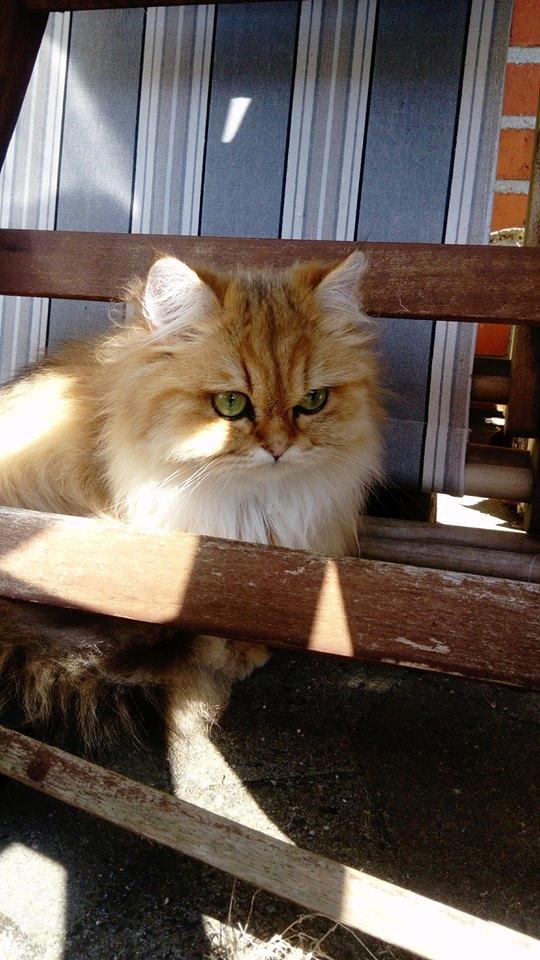 British Longhair Gaia von den Kleinen Hexen billede 14