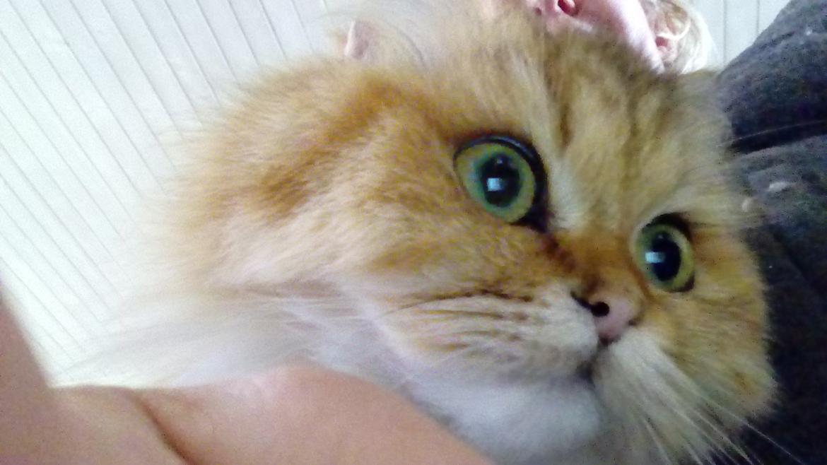 British Longhair Gaia von den Kleinen Hexen billede 16