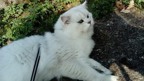 British Longhair Budyn Bueno "Frej"  billede 13