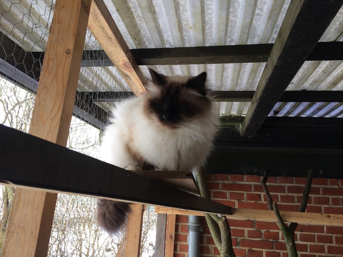 Hellig Birma Chicabee Final Furball (Nelli)~*Himmelkat*~ billede 31