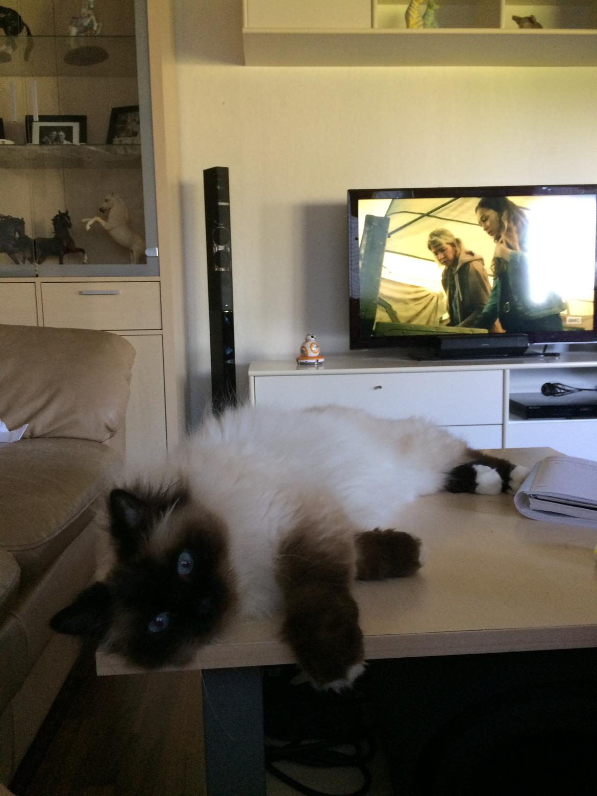 Hellig Birma Chicabee Final Furball (Nelli)~*Himmelkat*~ billede 35