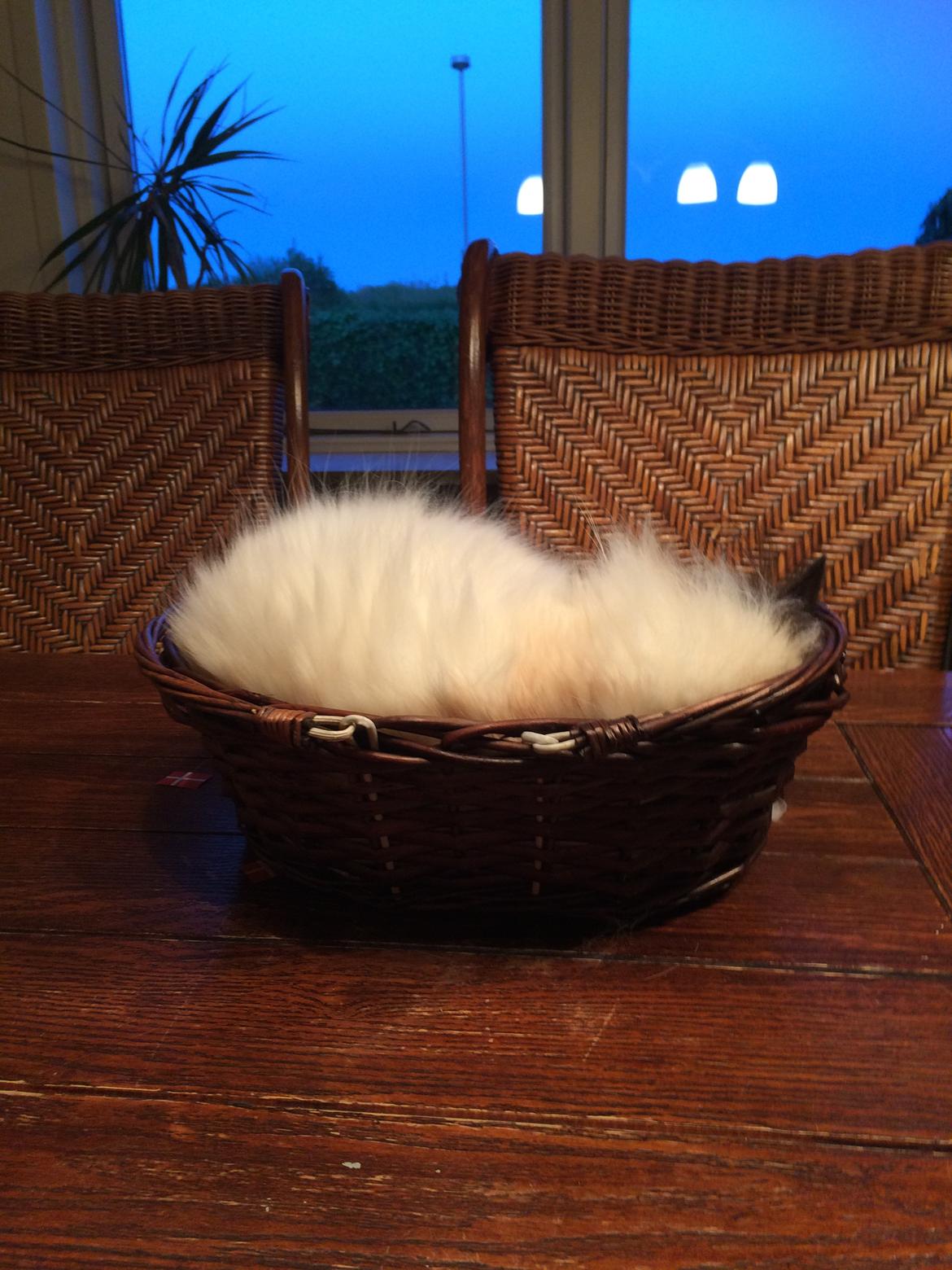 Hellig Birma Chicabee Final Furball (Nelli)~*Himmelkat*~ billede 37