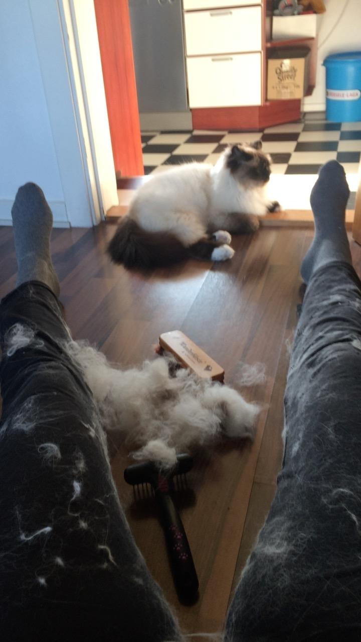 Hellig Birma Chicabee Final Furball (Nelli)~*Himmelkat*~ billede 39