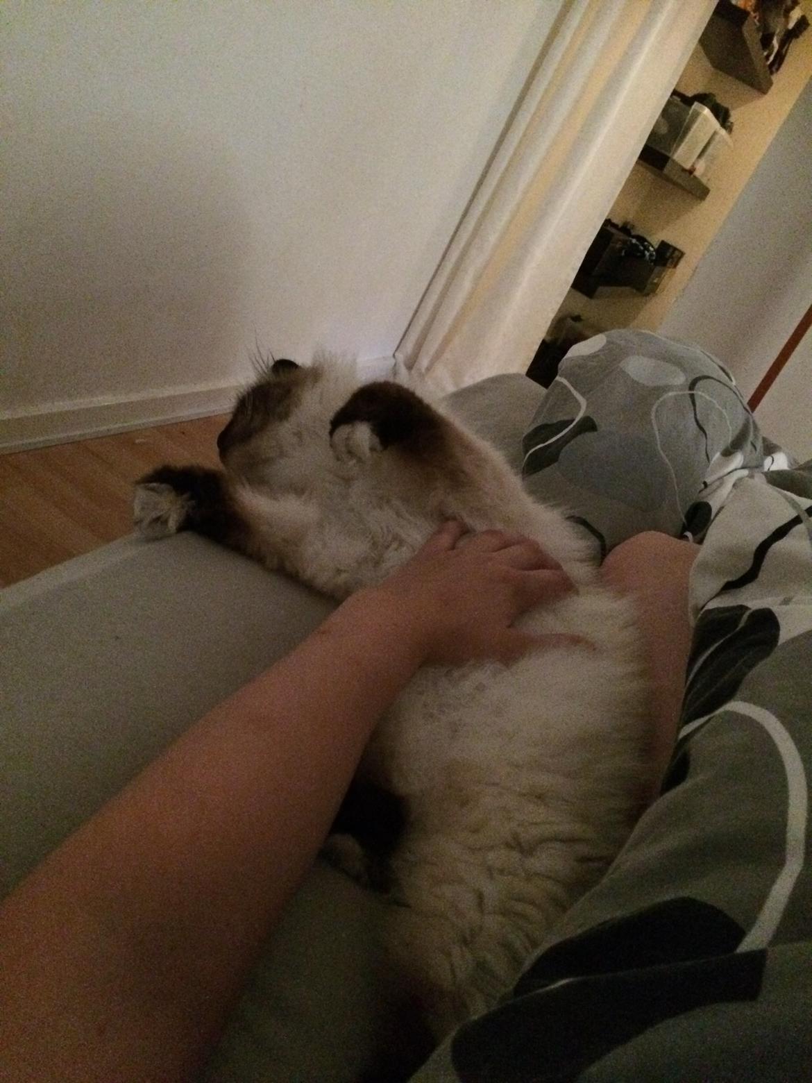 Hellig Birma Chicabee Final Furball (Nelli)~*Himmelkat*~ billede 40