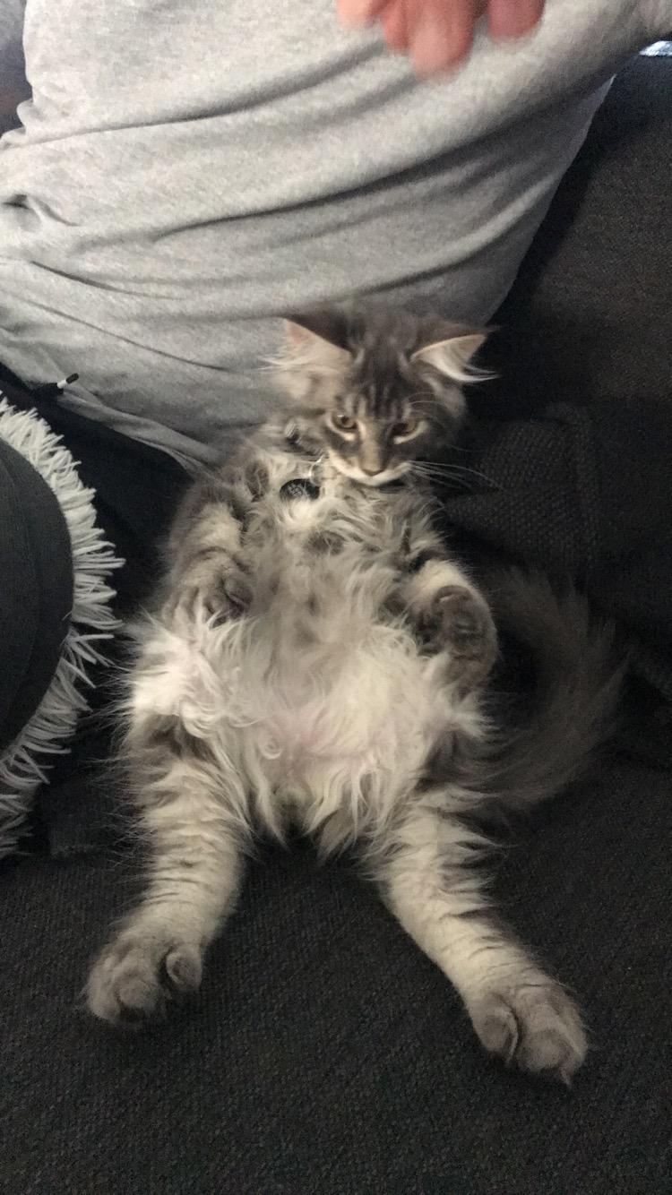 Maine Coon Lumacoon's Johnson Dwayne billede 10