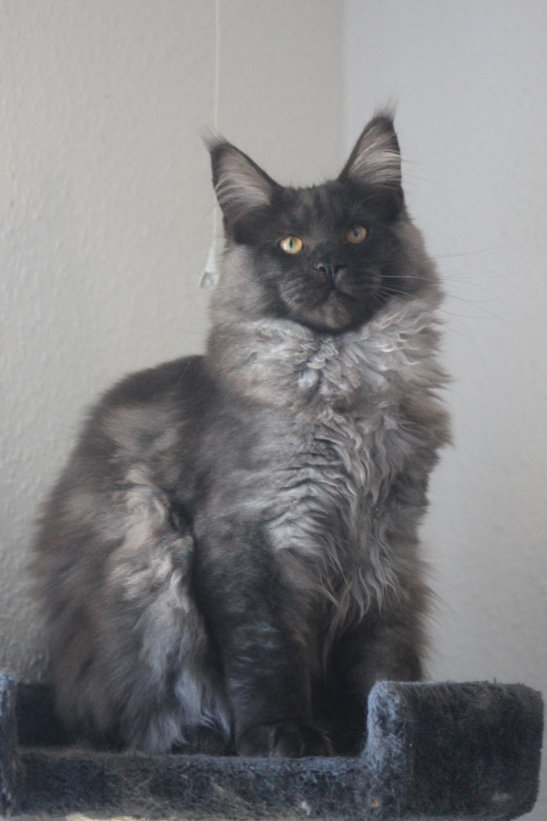 Maine Coon DK Jesma Cat's Knight in Dark billede 7