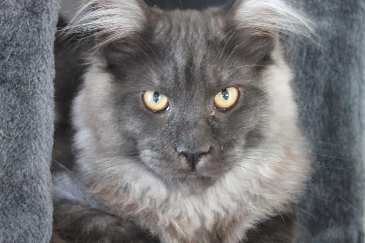 Maine Coon DK Jesma Cat's Knight in Dark billede 8