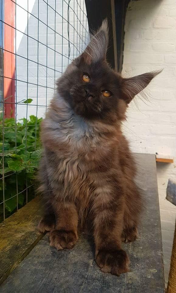 Maine Coon DK Jesma Cat's Knight in Dark billede 10