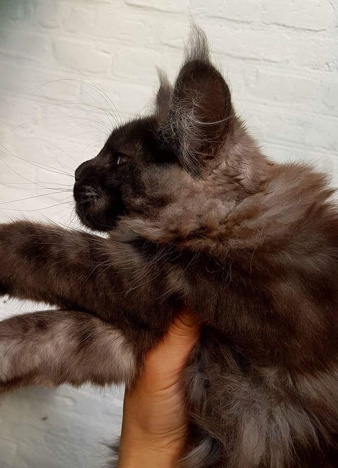 Maine Coon DK Jesma Cat's Knight in Dark billede 11