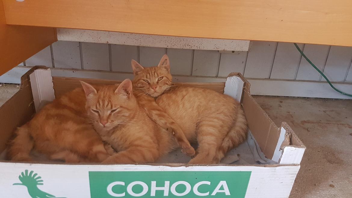 Huskat Toulouse - Her +6 måneder med "storebror" O'Malley billede 16