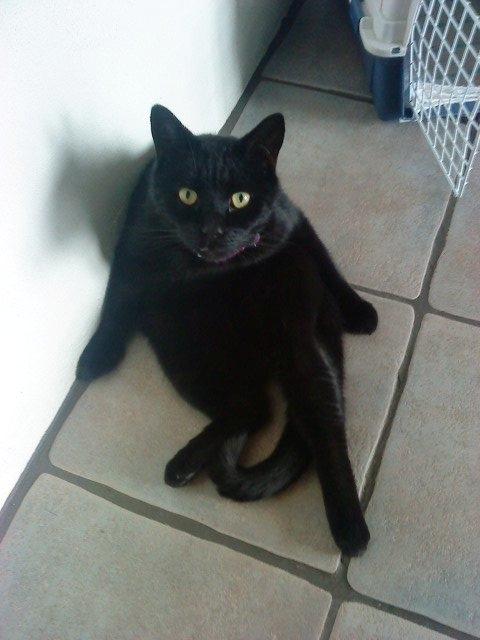 Huskat Malde billede 2