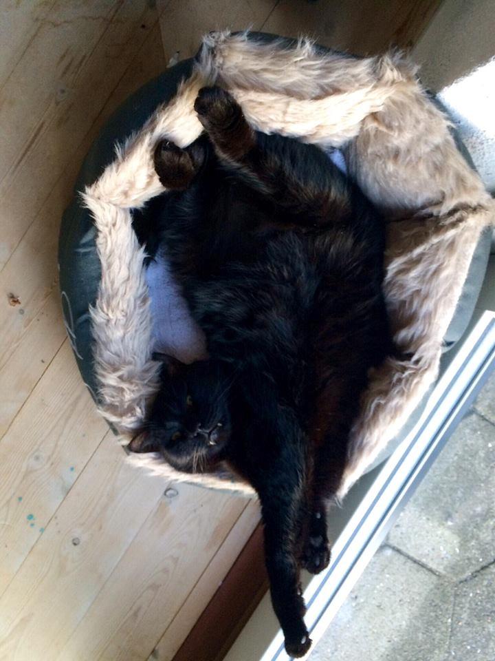 Huskat Malde billede 1