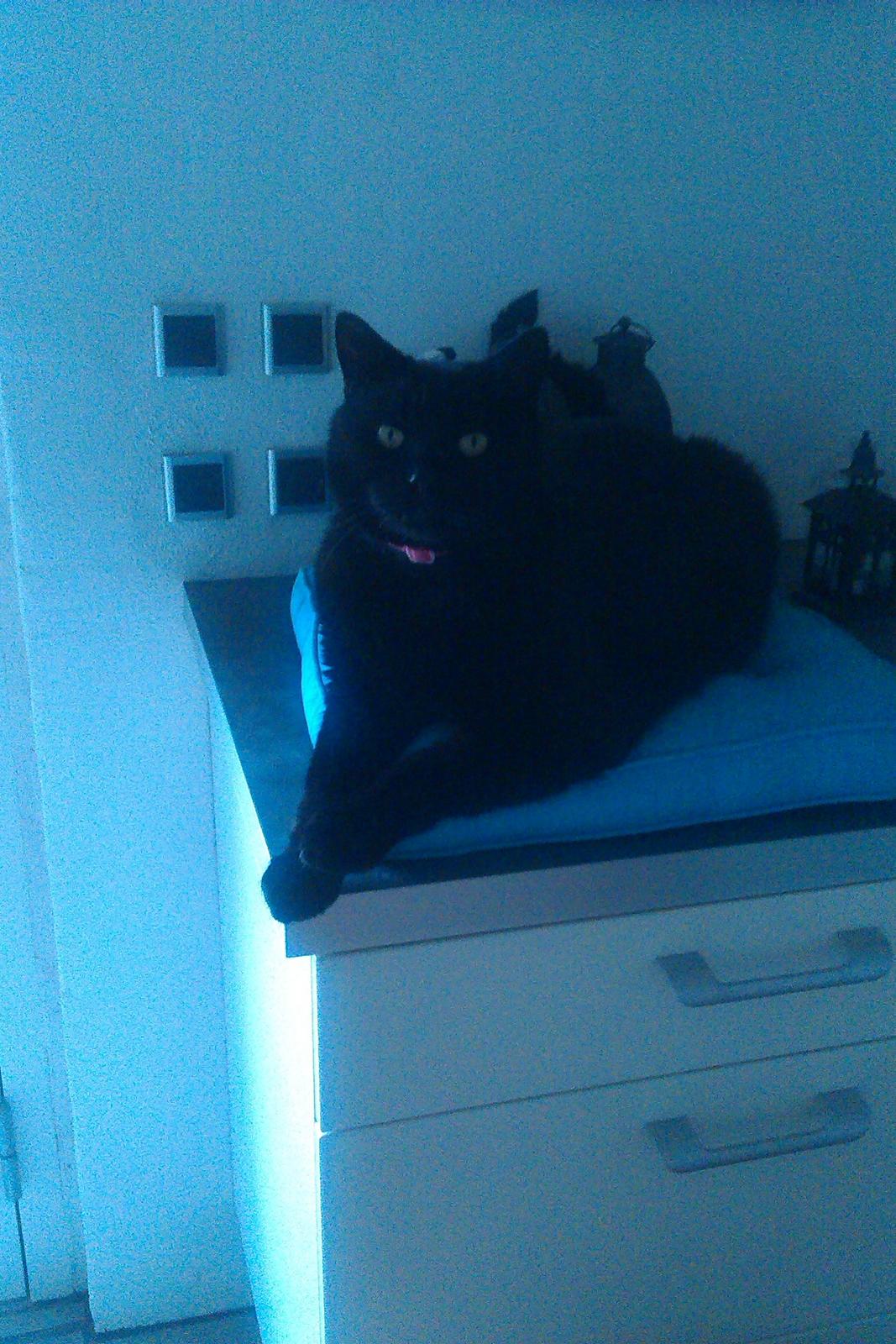 Huskat Malde billede 7