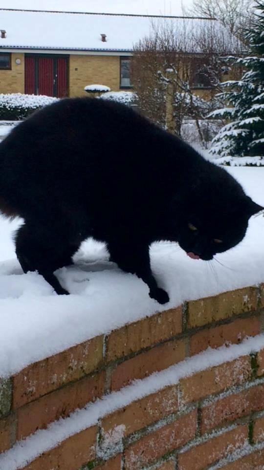 Huskat Malde billede 15